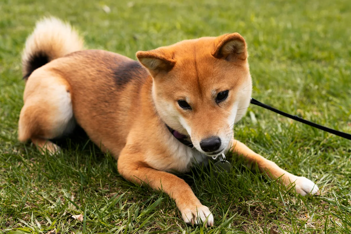 柴犬示意圖