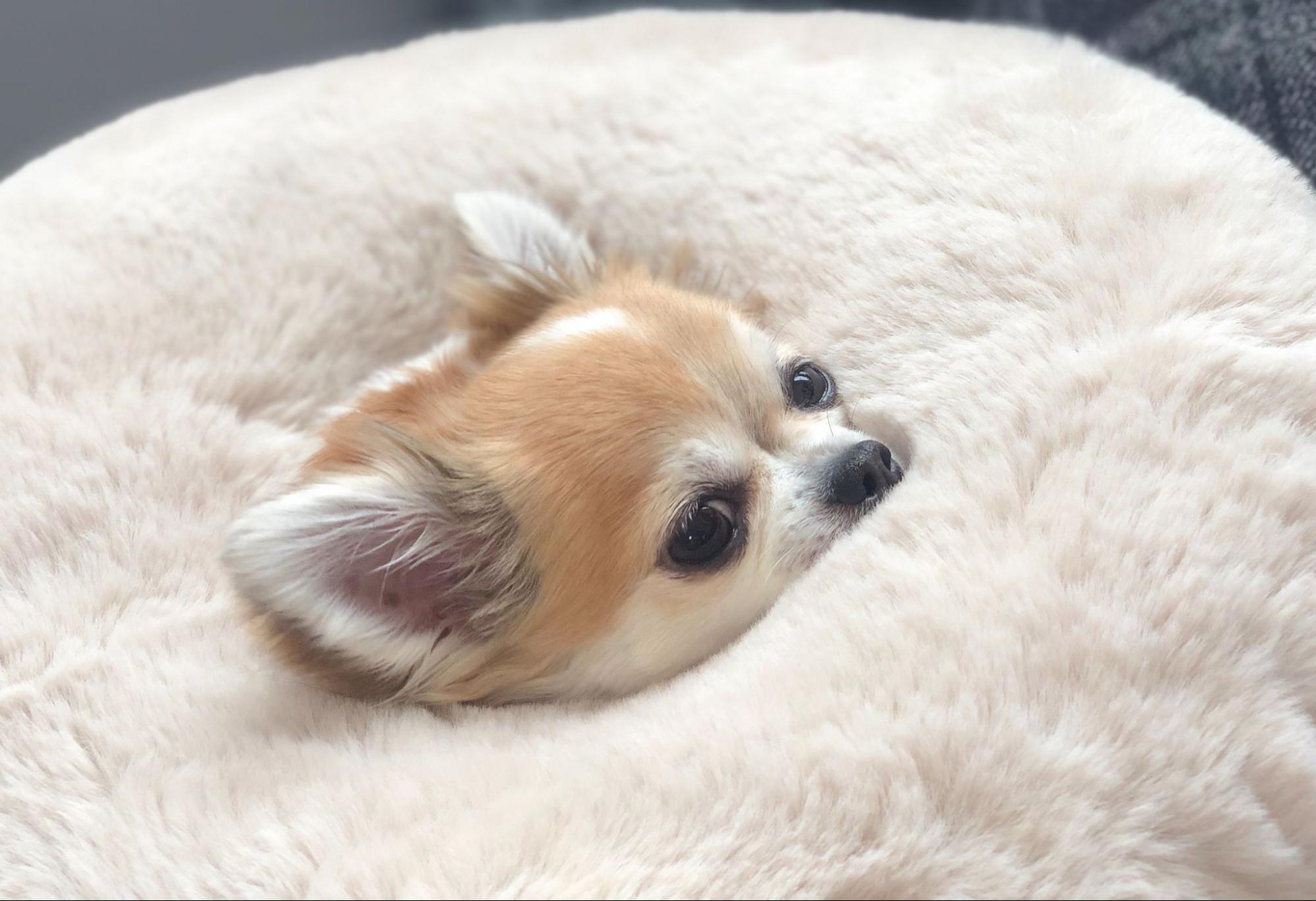 159. AI - puppy-not-sleeping-at-night-1