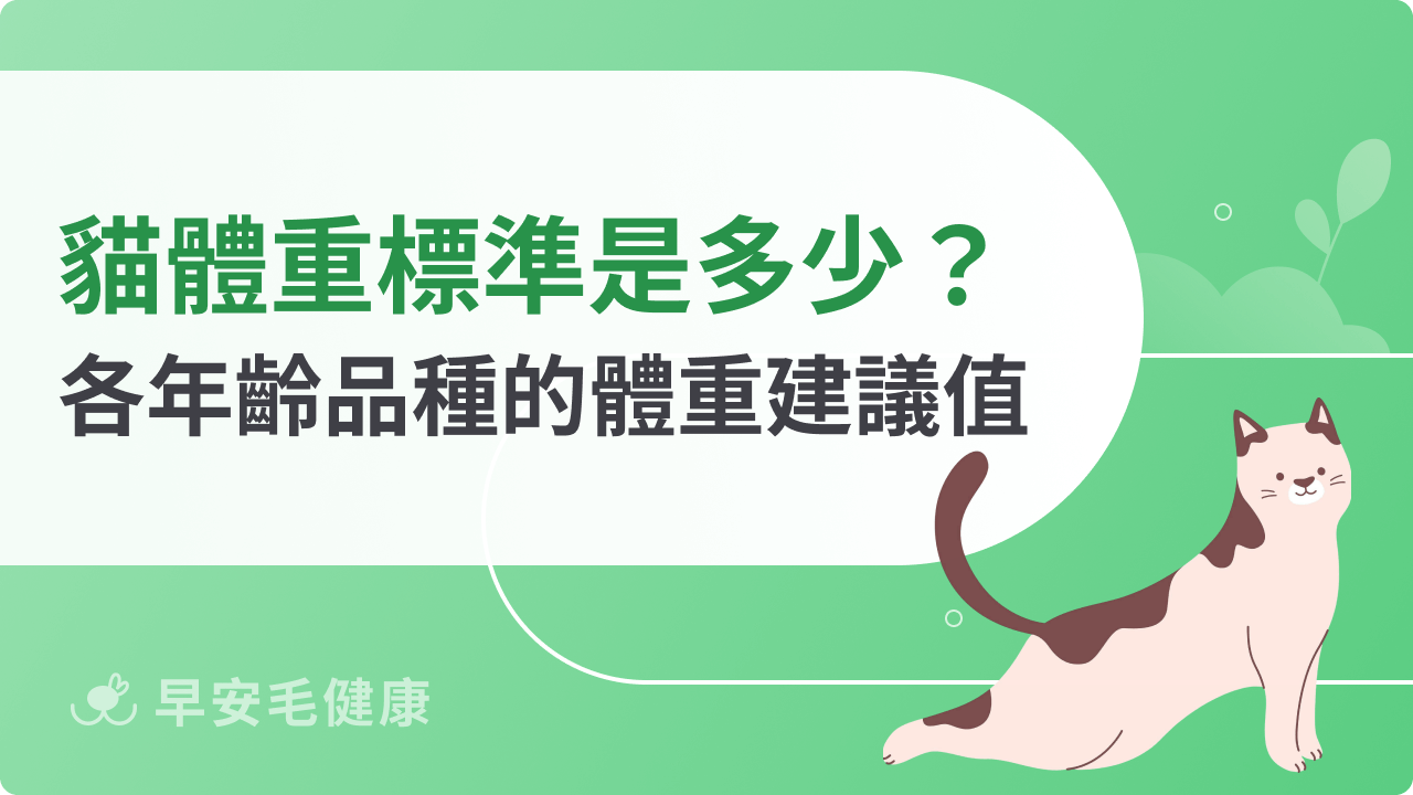 貓體重標準是多少?不同年齡、品種的健康體重建議值
