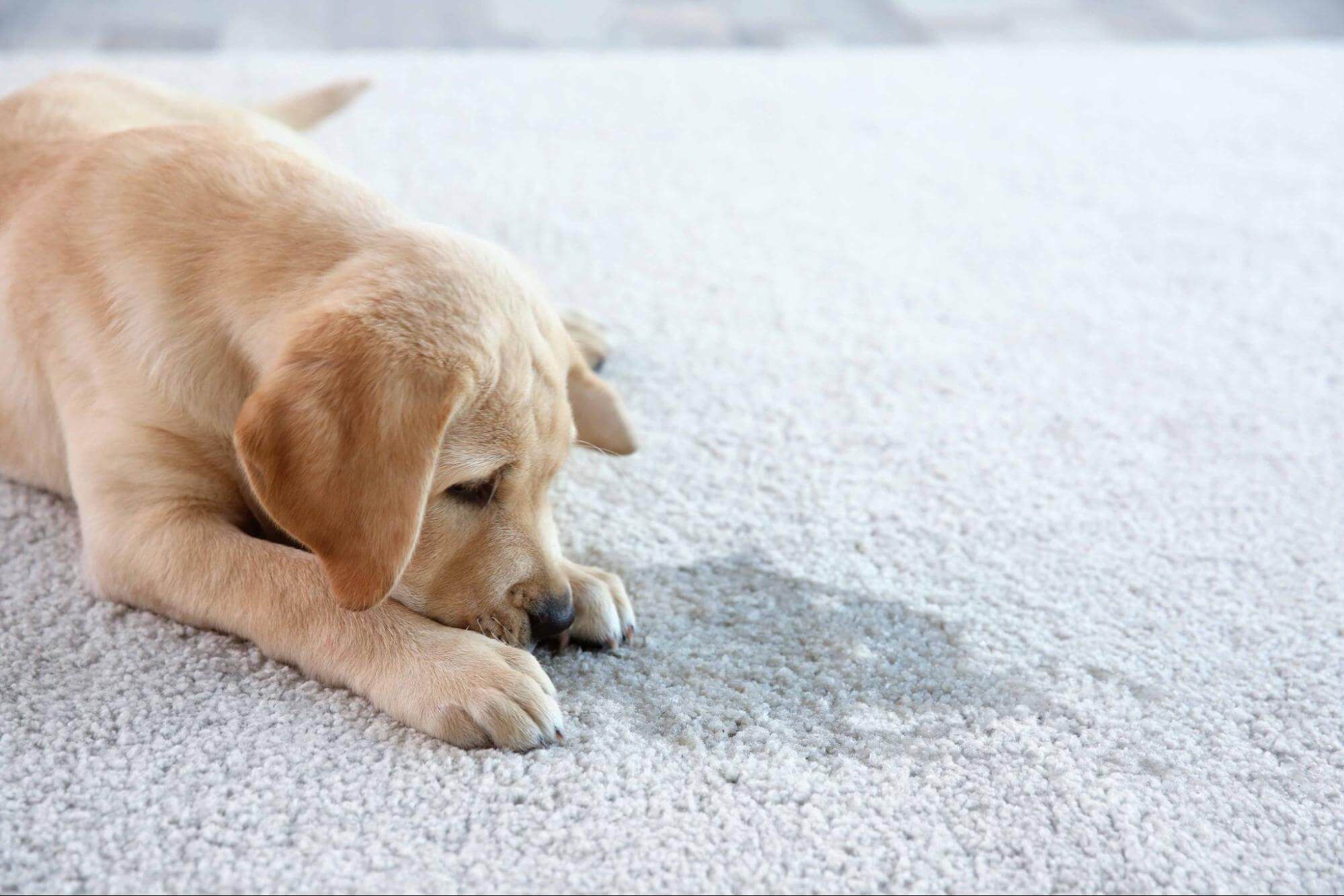 26. dog-vomiting-3