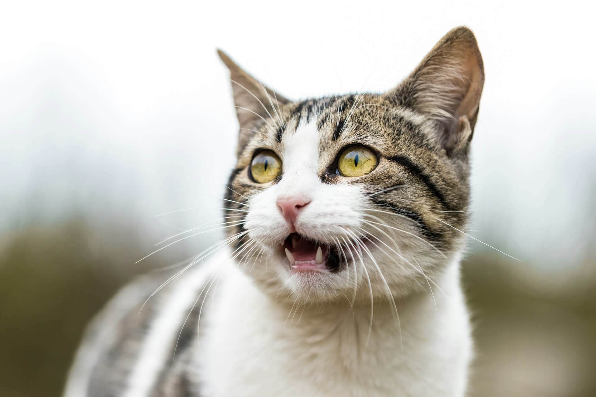 33. why-cats-keep-meowing-1