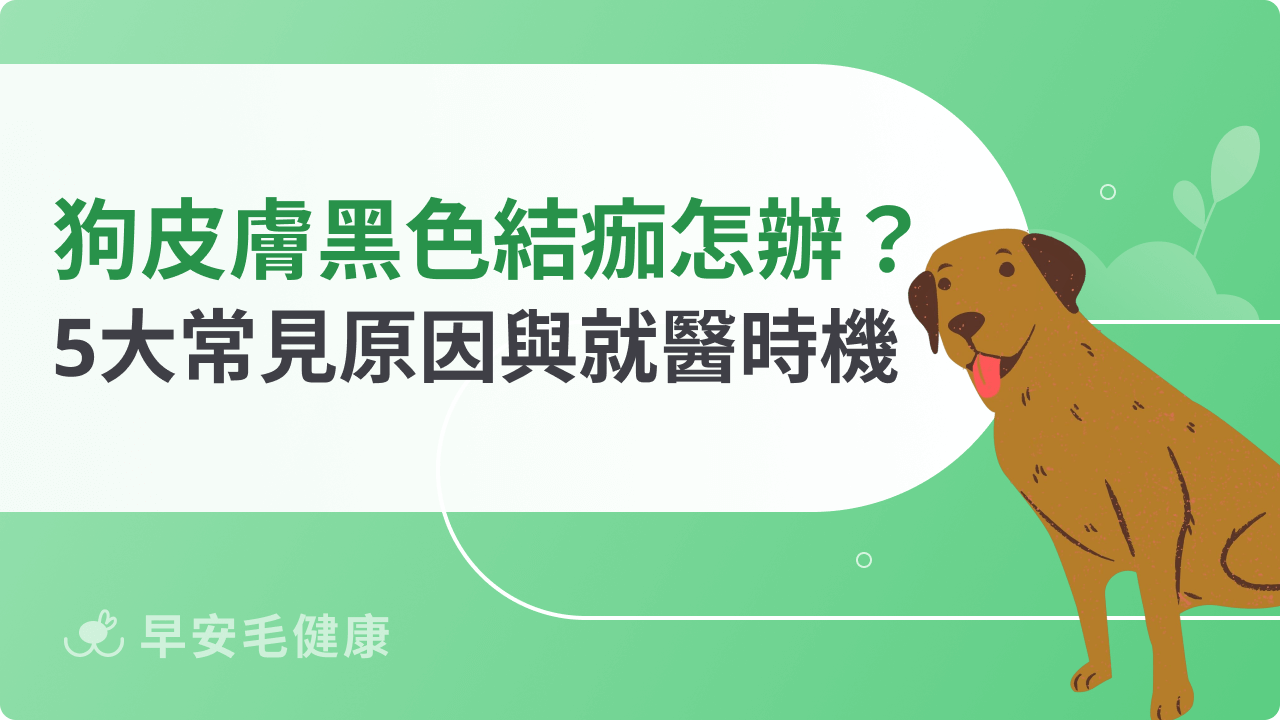 狗狗皮膚黑色結痂怎麼辦?統整5大常見原因與就醫時機