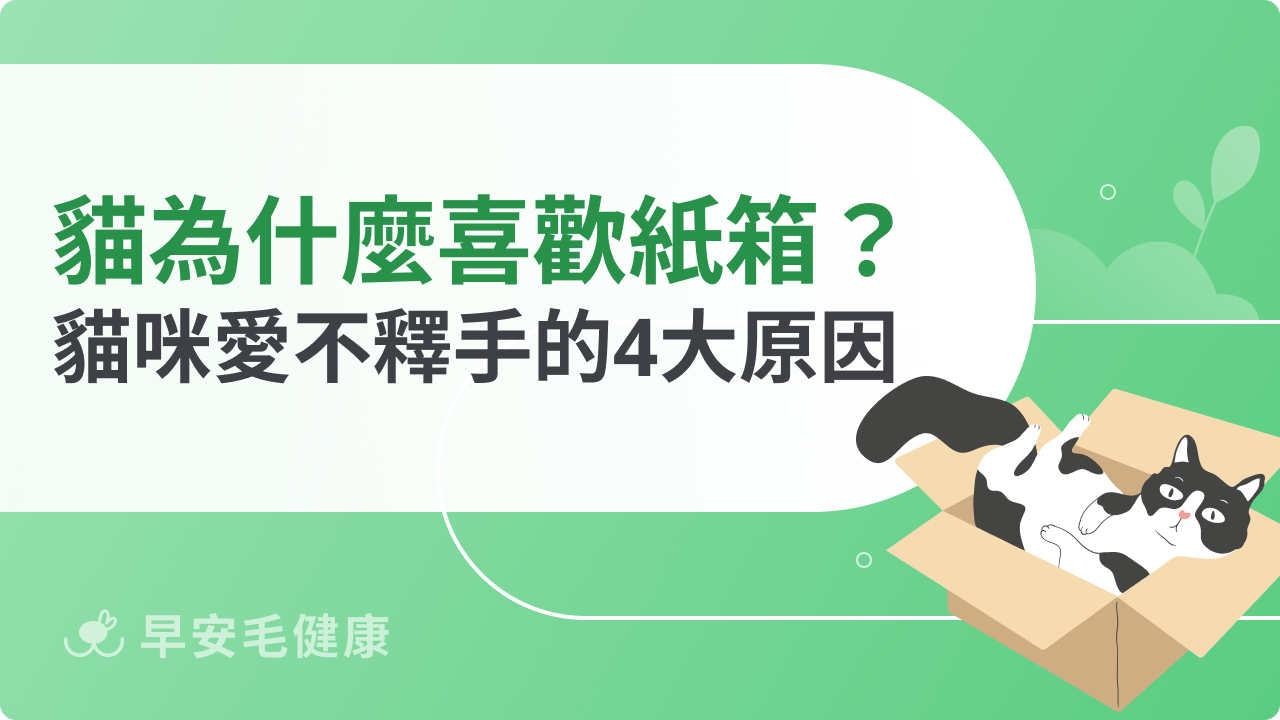貓咪為什麼喜歡紙箱?這4大原因讓貓咪對它愛不釋手!