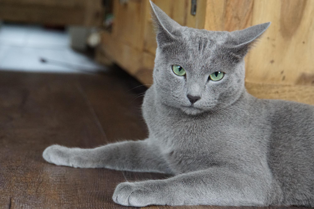 銀藍色的俄羅斯藍貓在地上看著鏡頭