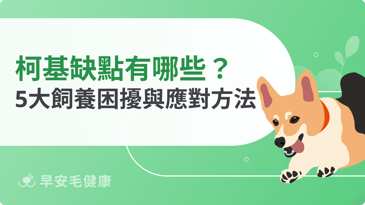 柯基缺點有哪些?專家親揭5大飼養困擾與應對方法