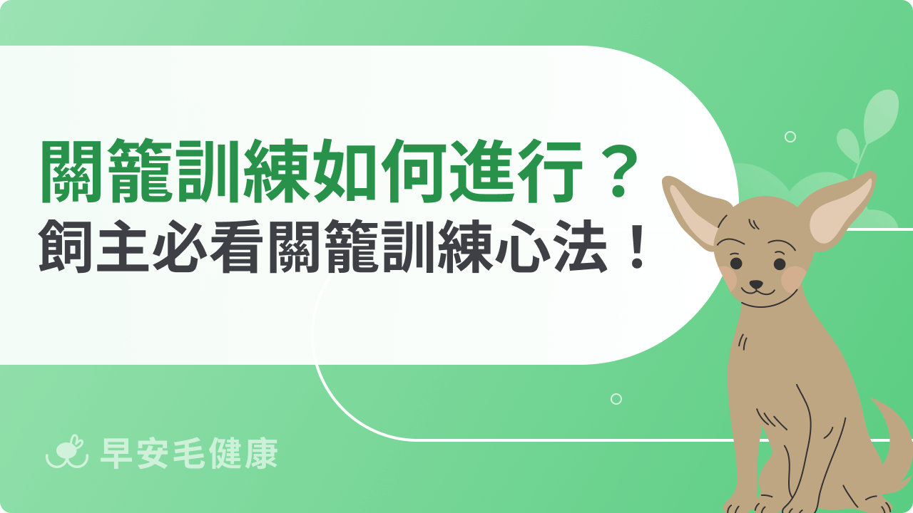 關籠訓練如何進行?飼主必看關籠訓練心法!