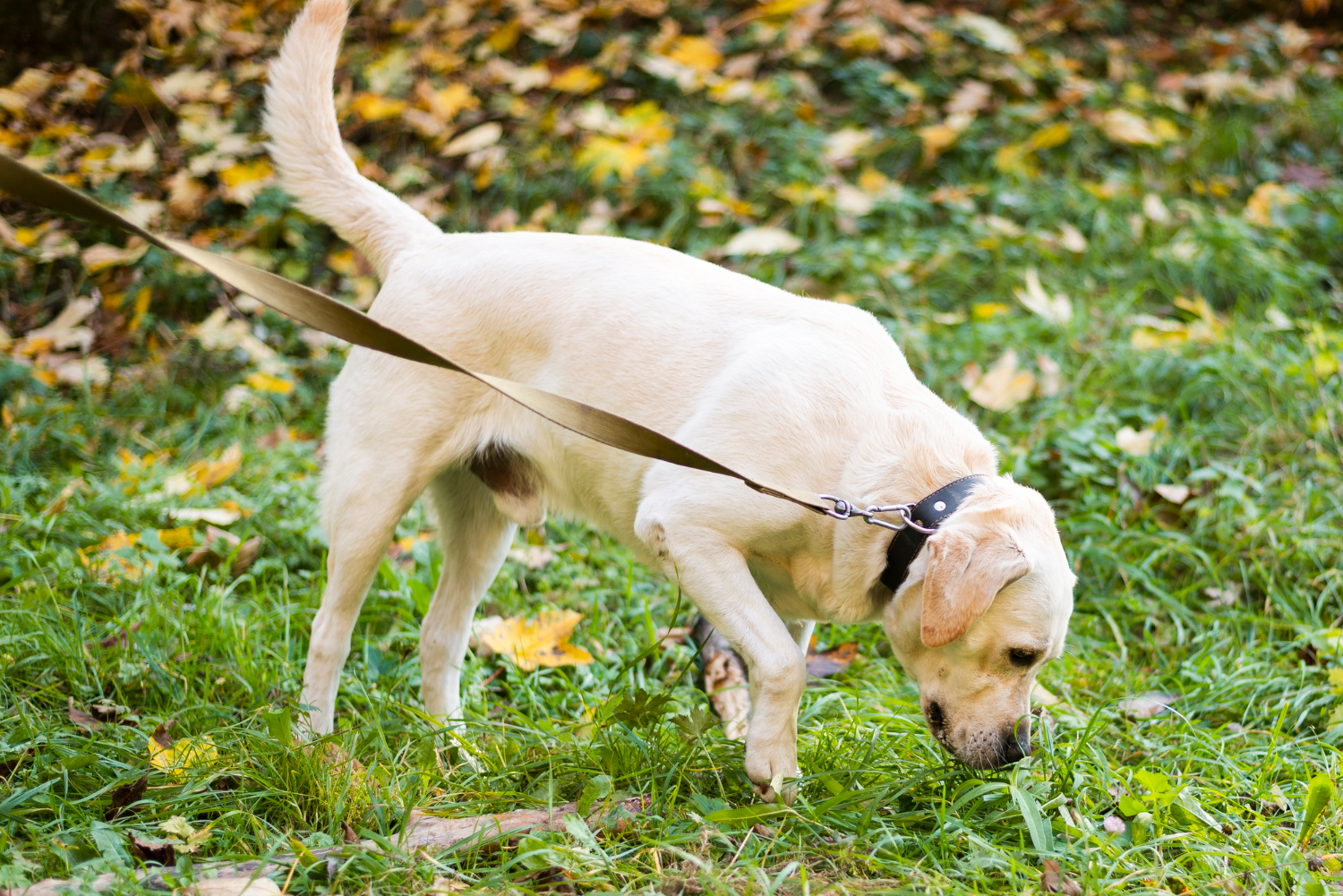 3.mountainvet-dog-parasite-prevention-guide-2