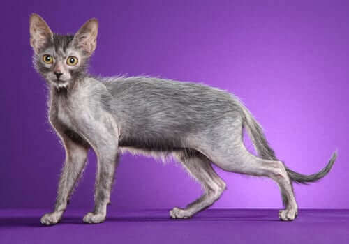 37. hairless-cat-guide-8