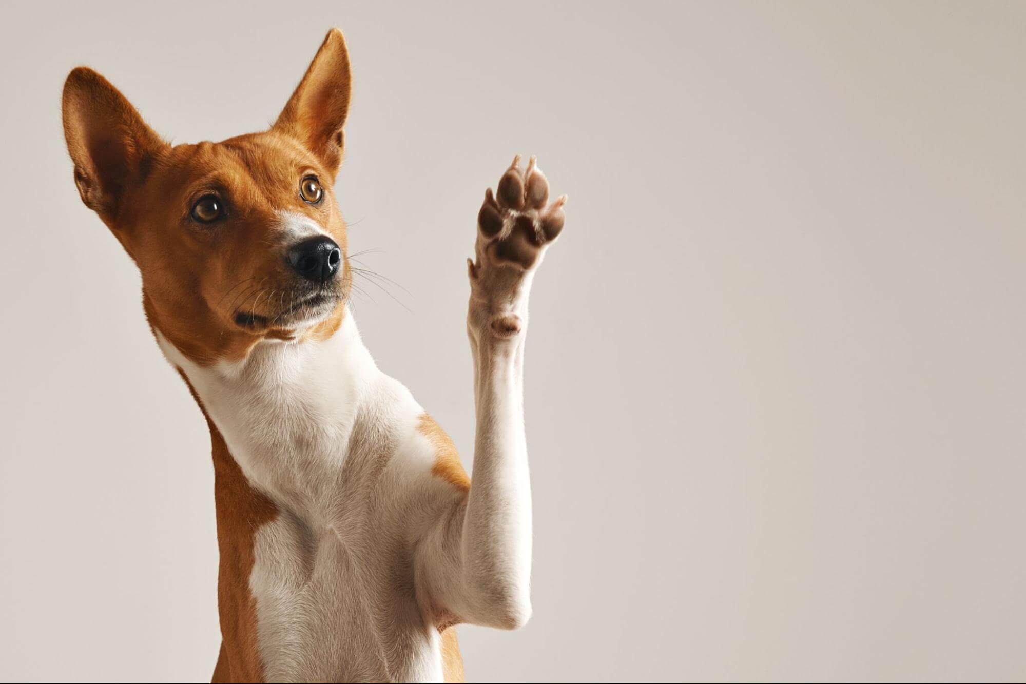 111. AI - can-dogs-see-ghosts-1