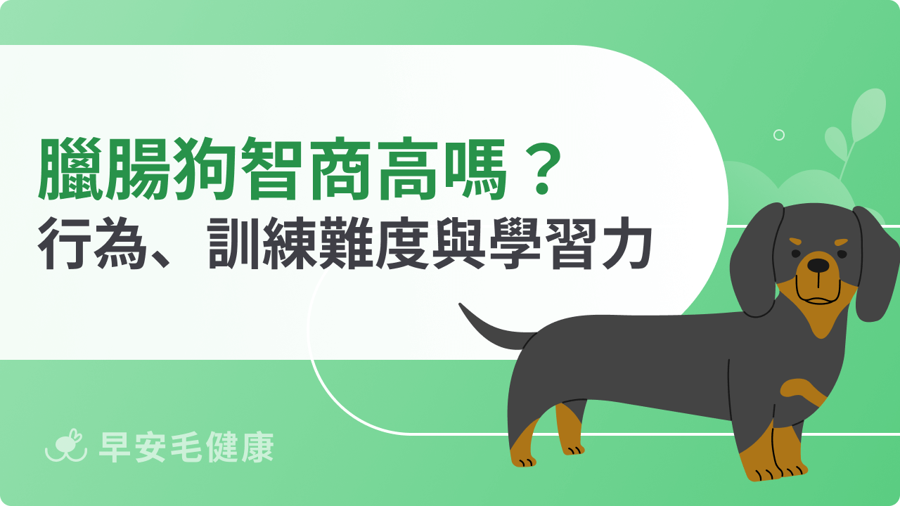 臘腸狗智商高嗎?品種排名、訓練難易度與學習力分析