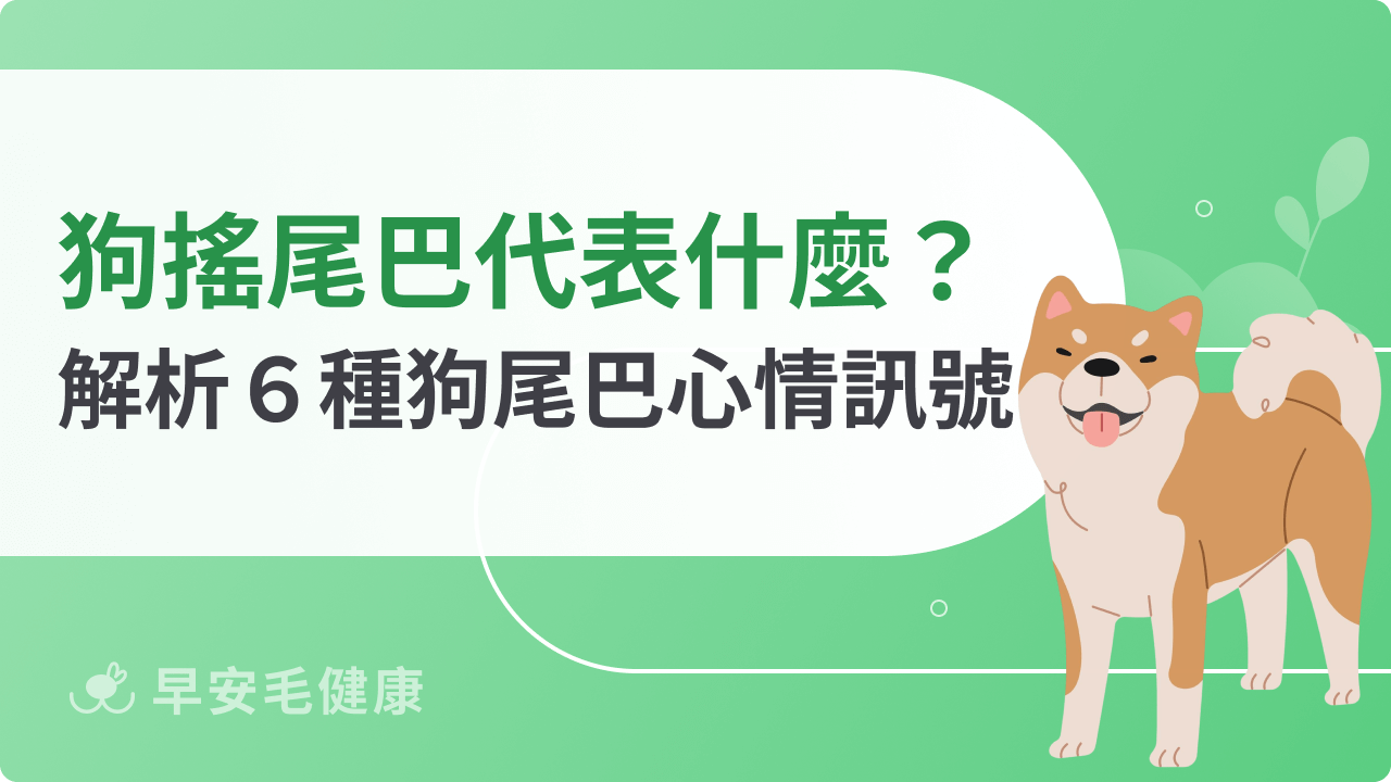 狗搖尾巴代表什麼?解析6種狗尾巴心情訊號,飼主必懂!