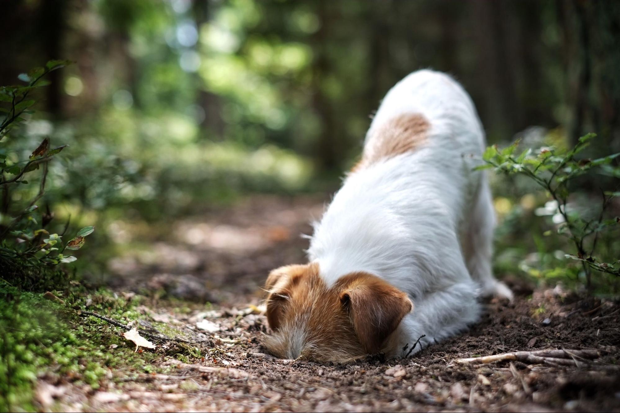 103. AI - dog-personality-analysis-1