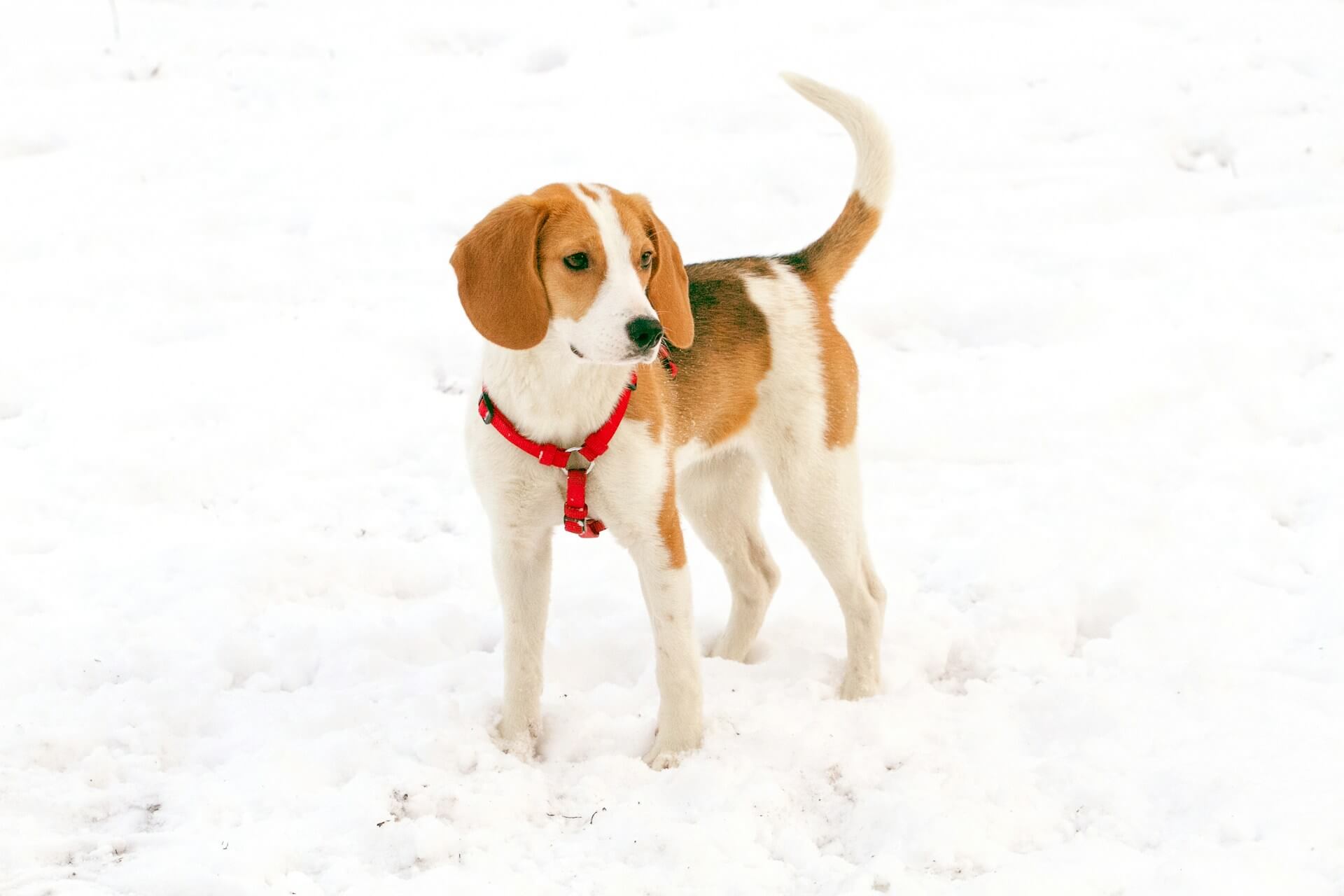 28.dog-tail-language-guide-2
