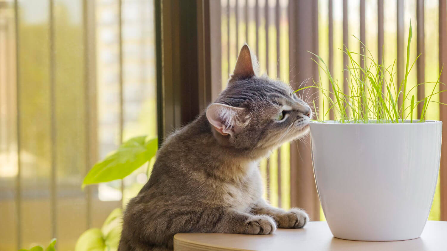 20. what-smells-do-cats-hate-1