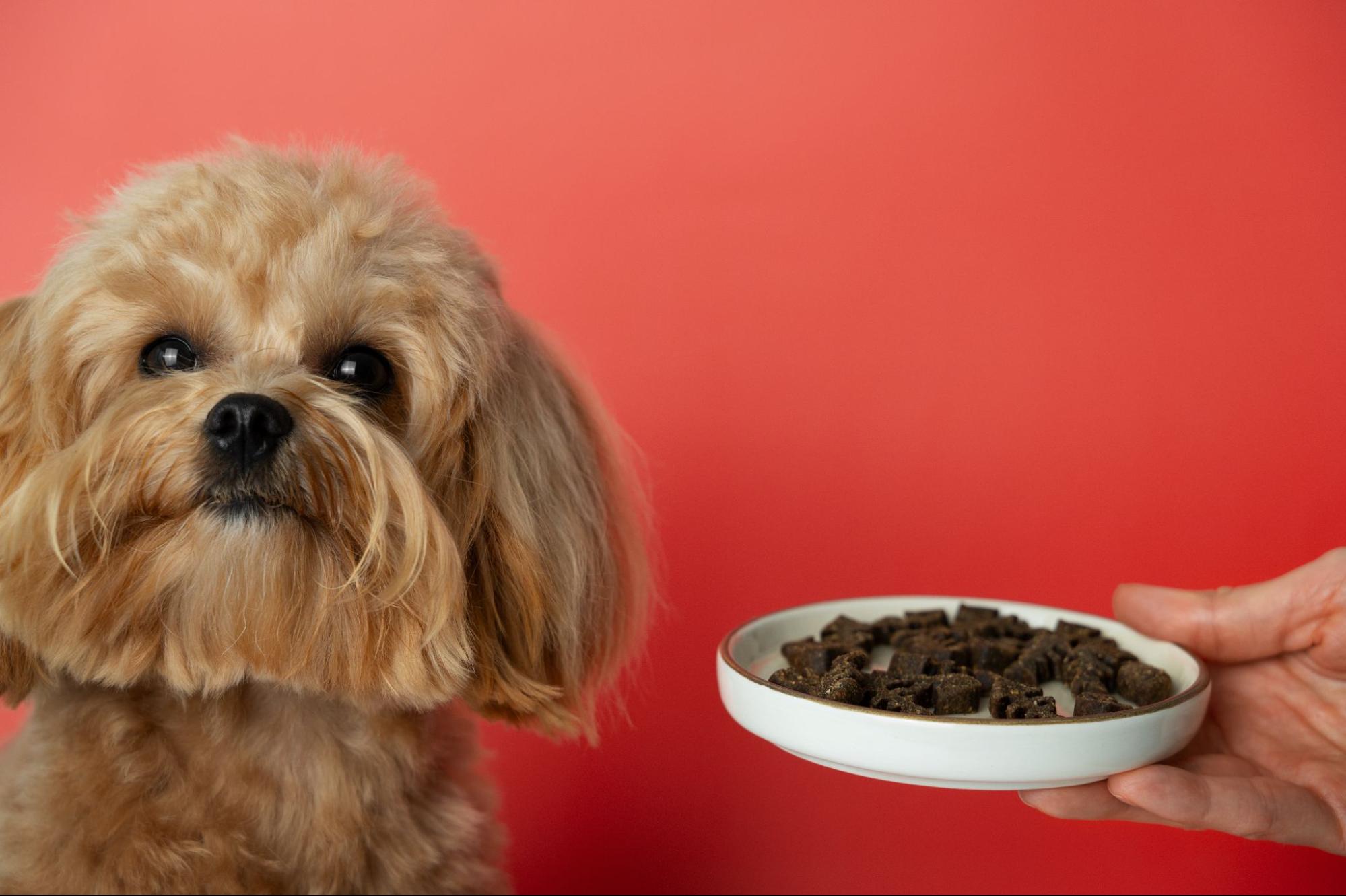 58. AI - pet-food-preservation-1