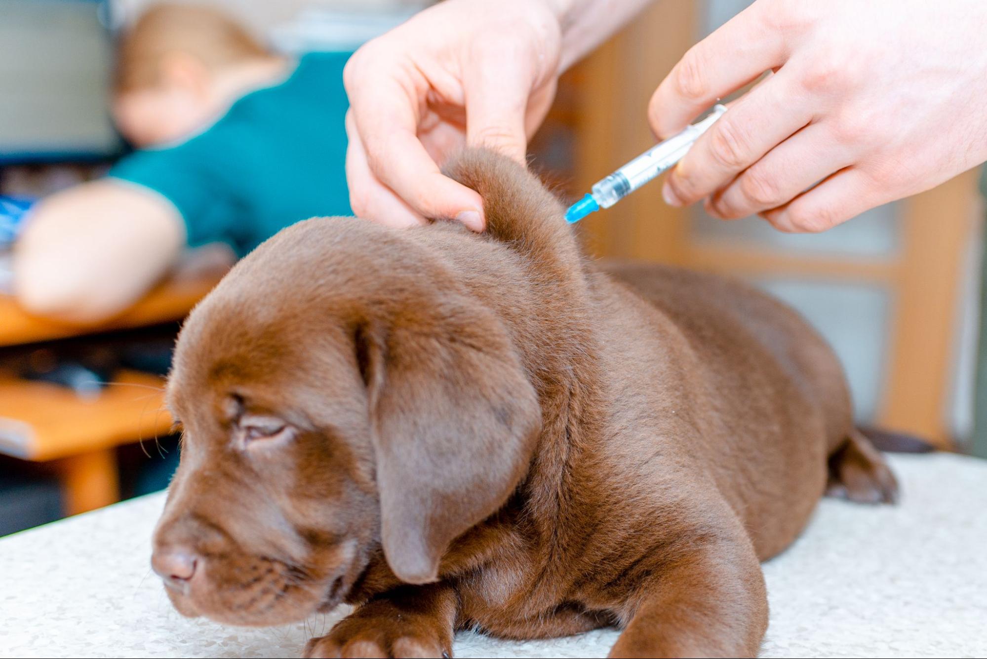 84. AI - core-vaccines-for-puppies-1