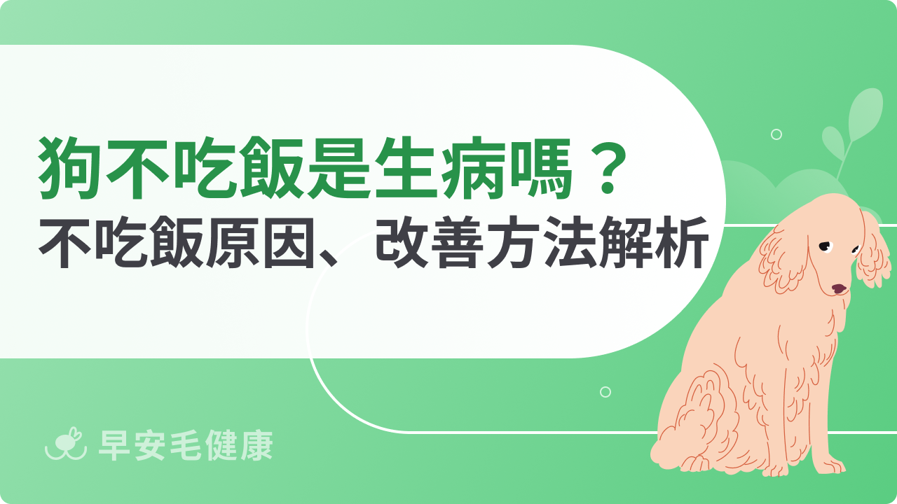 狗不吃飯是因為生病嗎?狗狗不吃飯原因、改善方法解析
