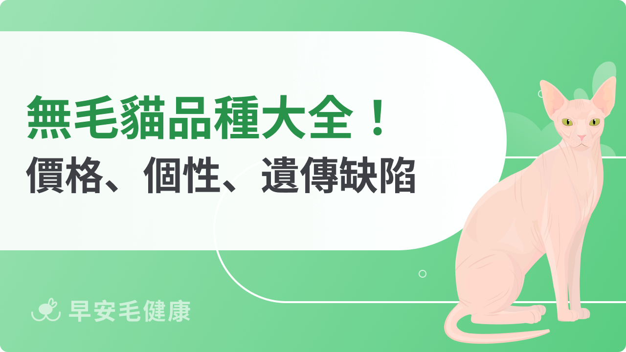 無毛貓是天然的嗎？8大無毛貓品種、價格、個性、遺傳缺陷