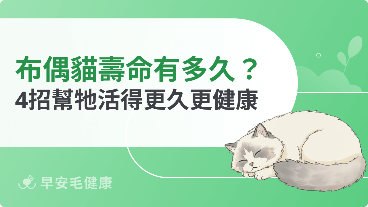 布偶貓壽命有多久?會比其他貓短嗎?4招幫牠活得更久更健康