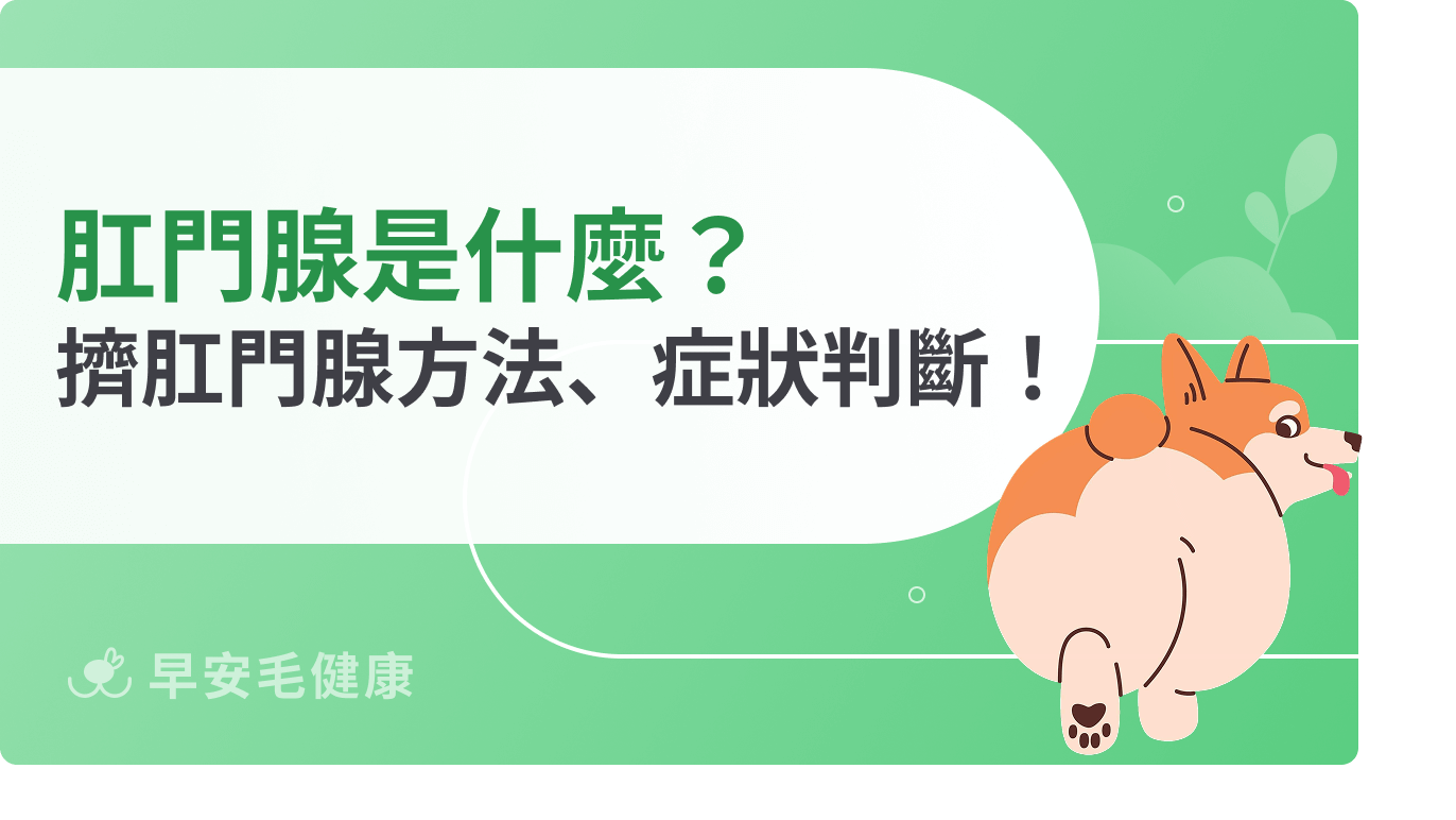 肛門腺是什麼?狗貓擠肛門腺方法、症狀判斷與預防秘訣
