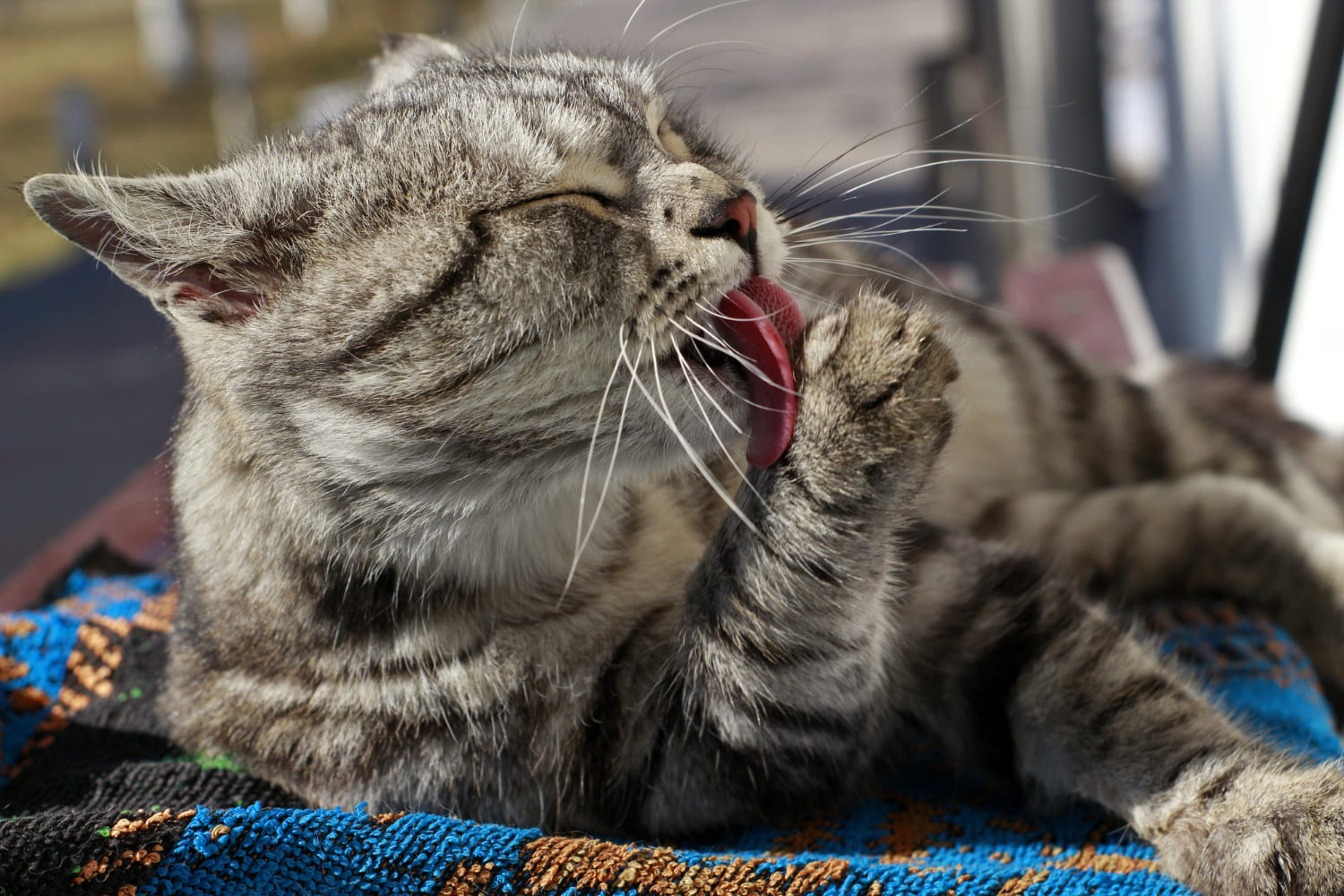 5.what-is-ringworm-in-cats-1