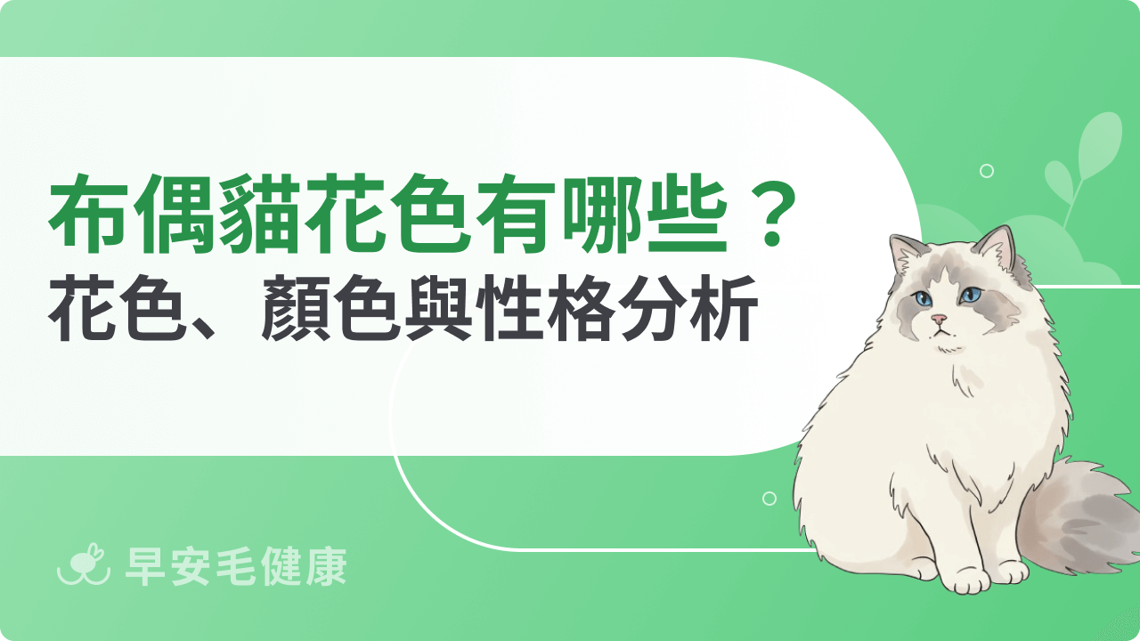 布偶貓花色有哪些?布偶貓花色、顏色與性格分析