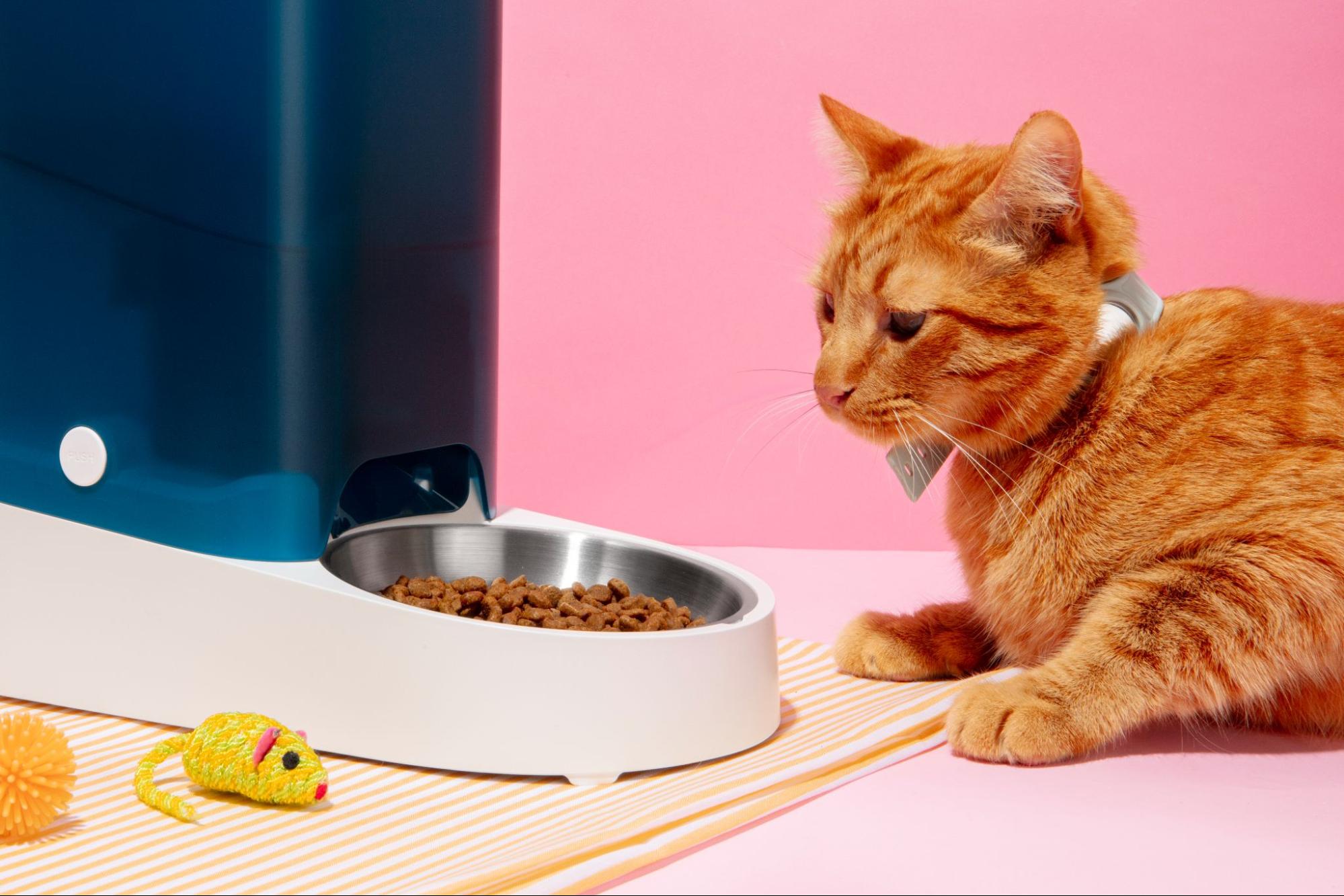 19.AI-cat-food-intake-1