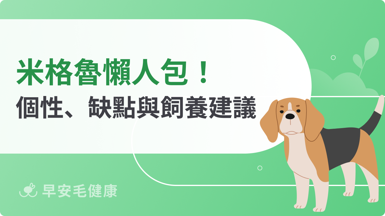 米格魯懶人包!可愛小獵犬個性、智商、缺點與飼養建議
