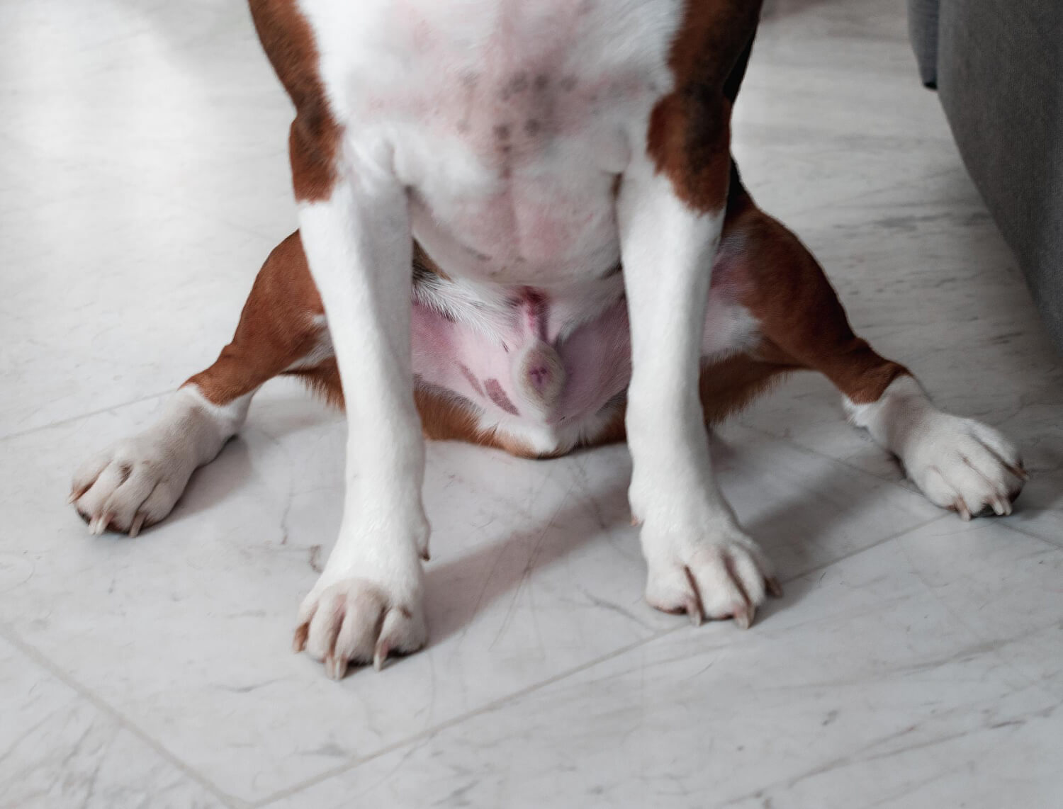 32.dog-cat-anal-gland-cleaning-2