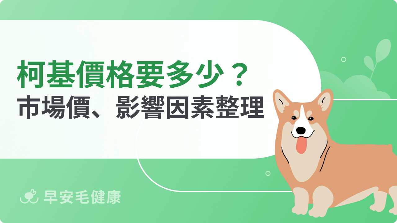 柯基價格要多少?市場價格、影響因素、購買成本整理
