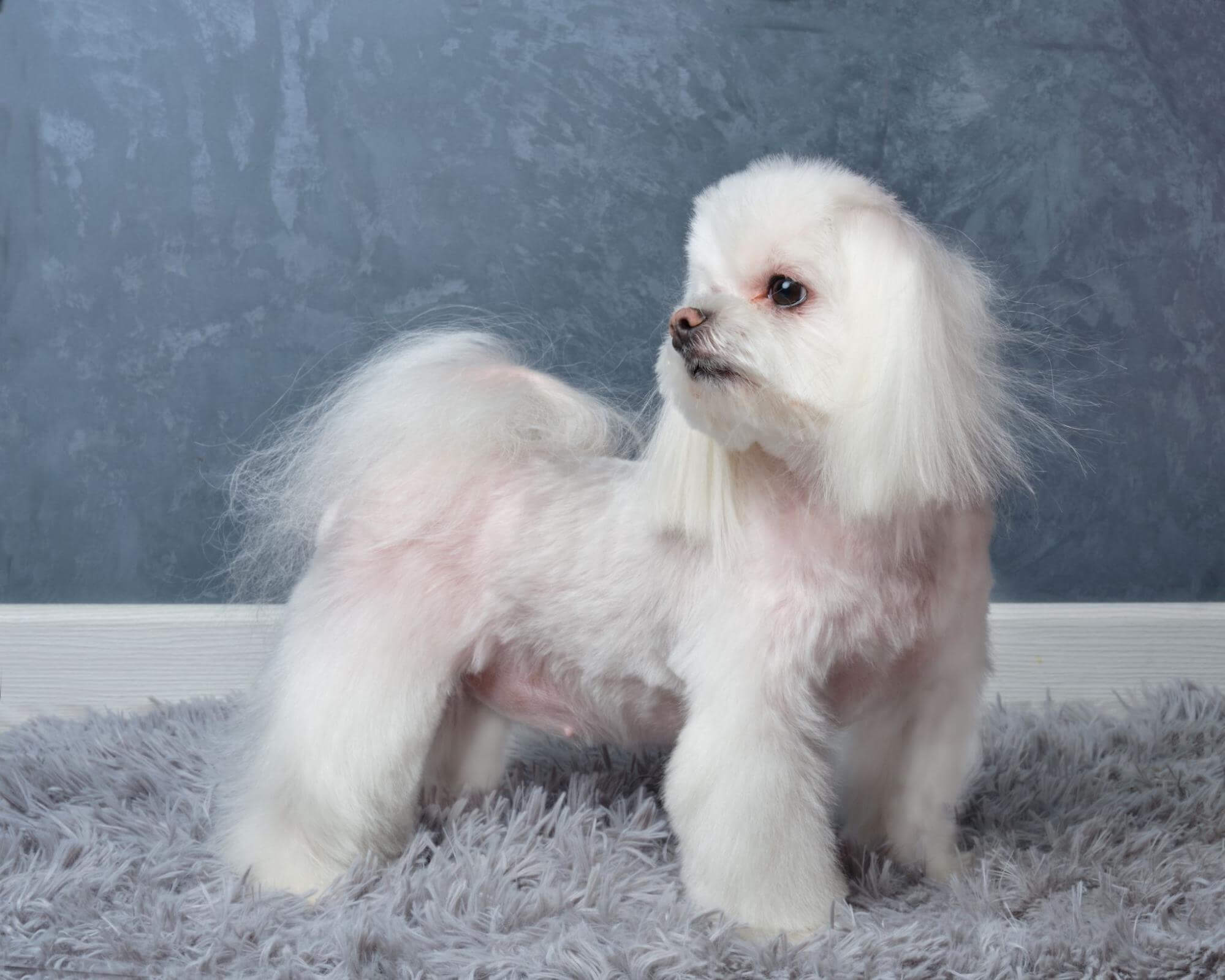265. AI - maltese-dog-ownership-cost-1