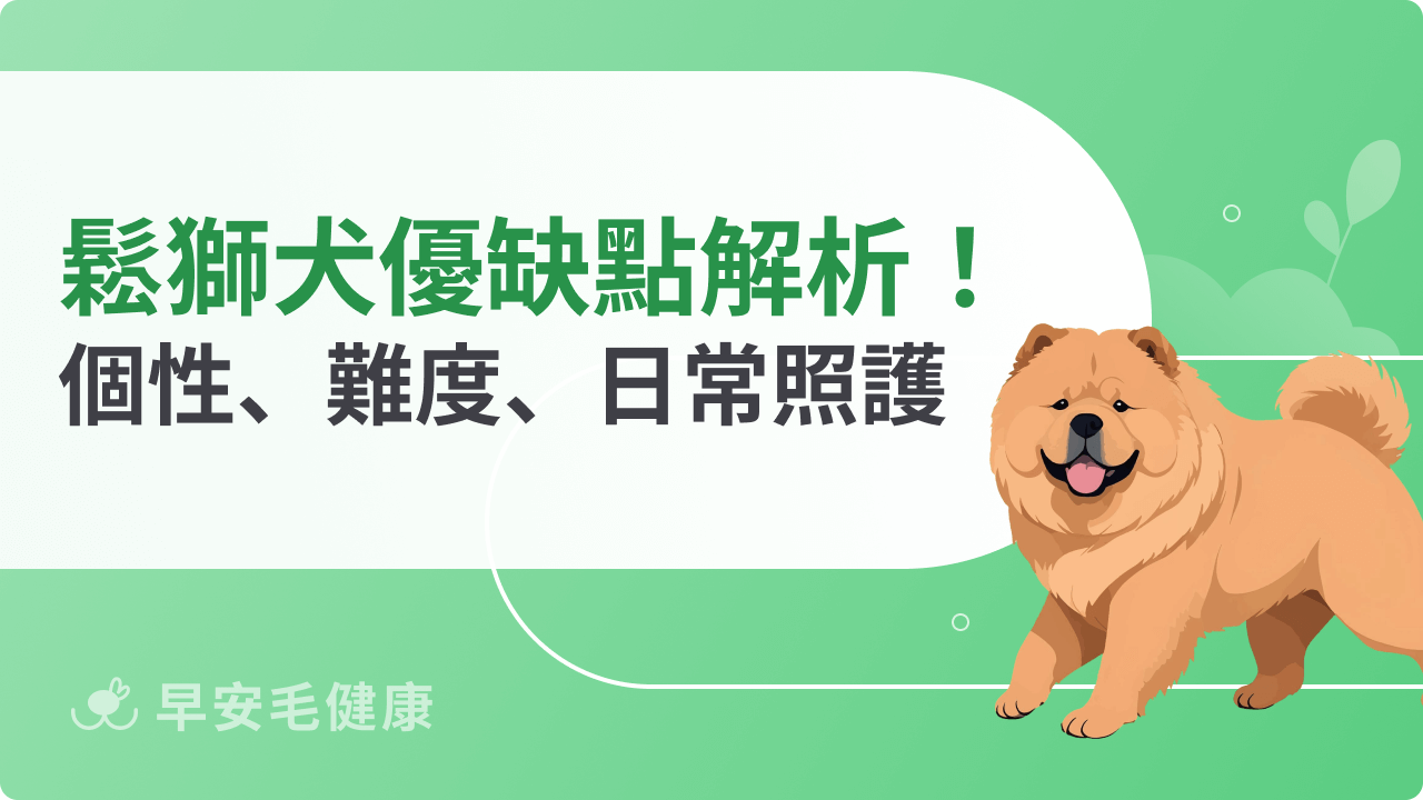 鬆獅犬優缺點有哪些?個性特質、飼養難度與日常照護解析