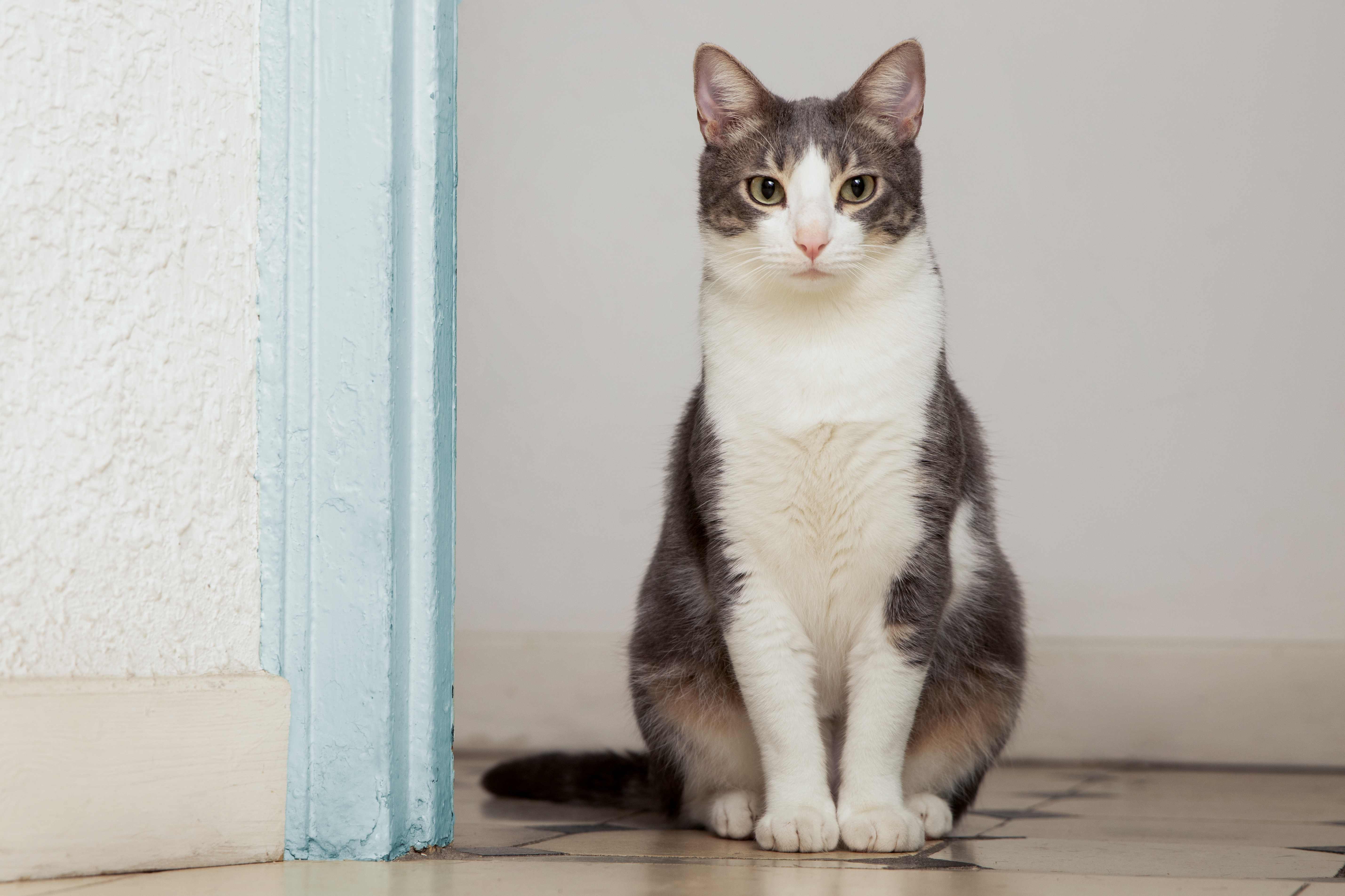 24.cat-age-conversion-2