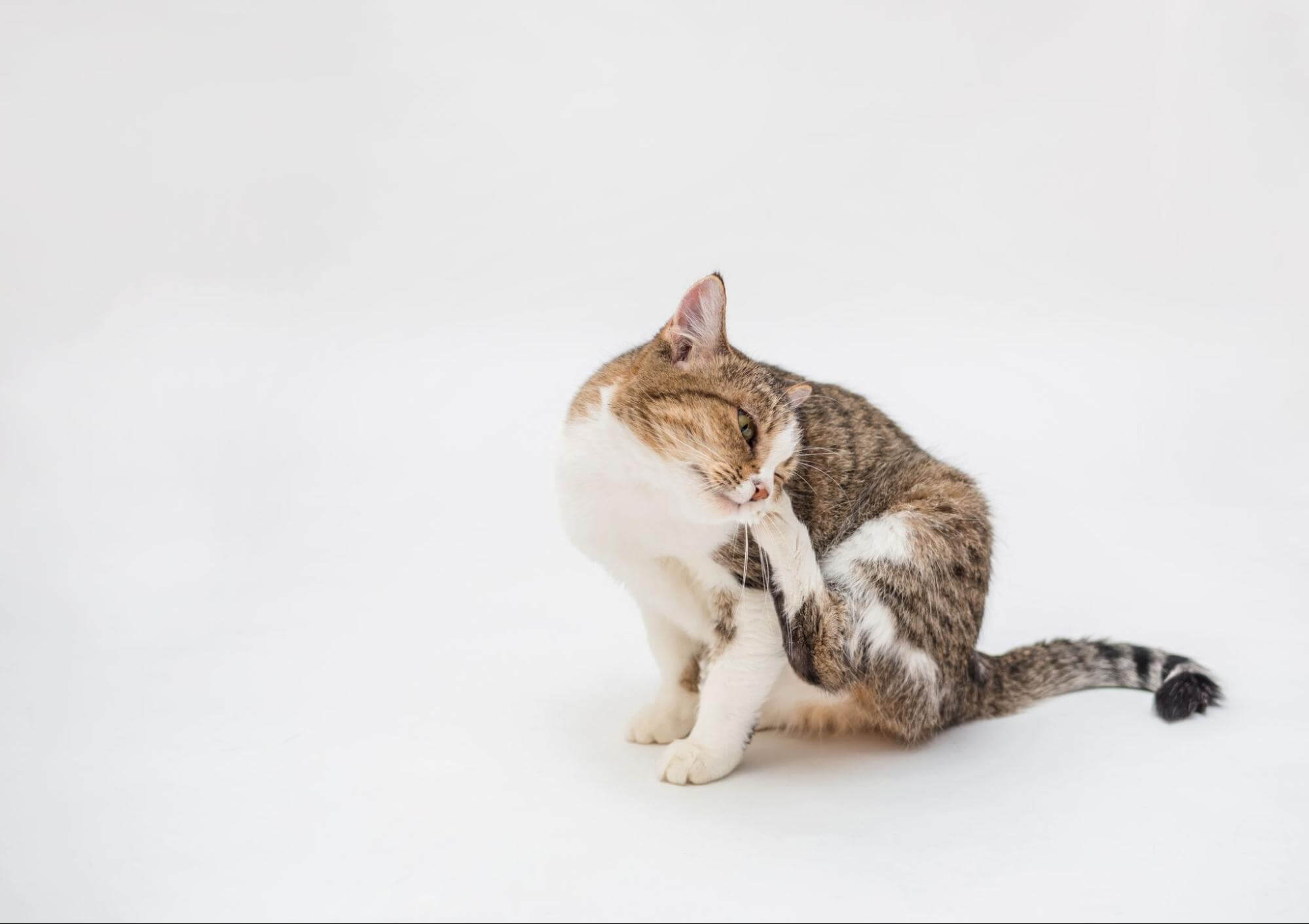 94. AI - it-is-normal-for-cats-to-scratch-1