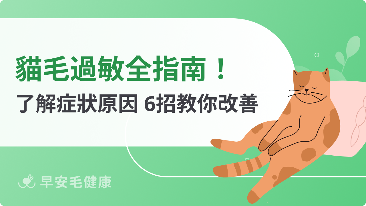 貓毛過敏全指南!了解過敏症狀、原因,教你6大方法改善!