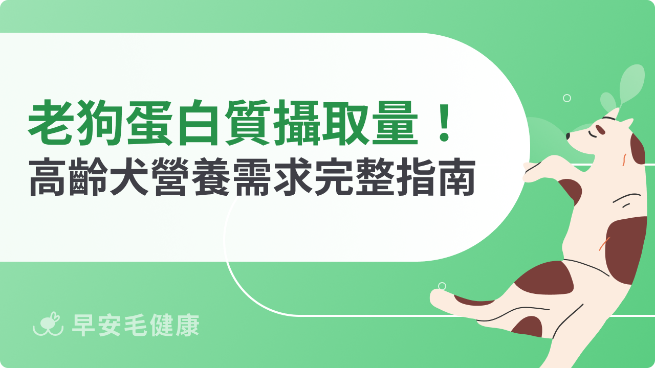 老狗蛋白質攝取量多少才夠?高齡犬營養需求指南