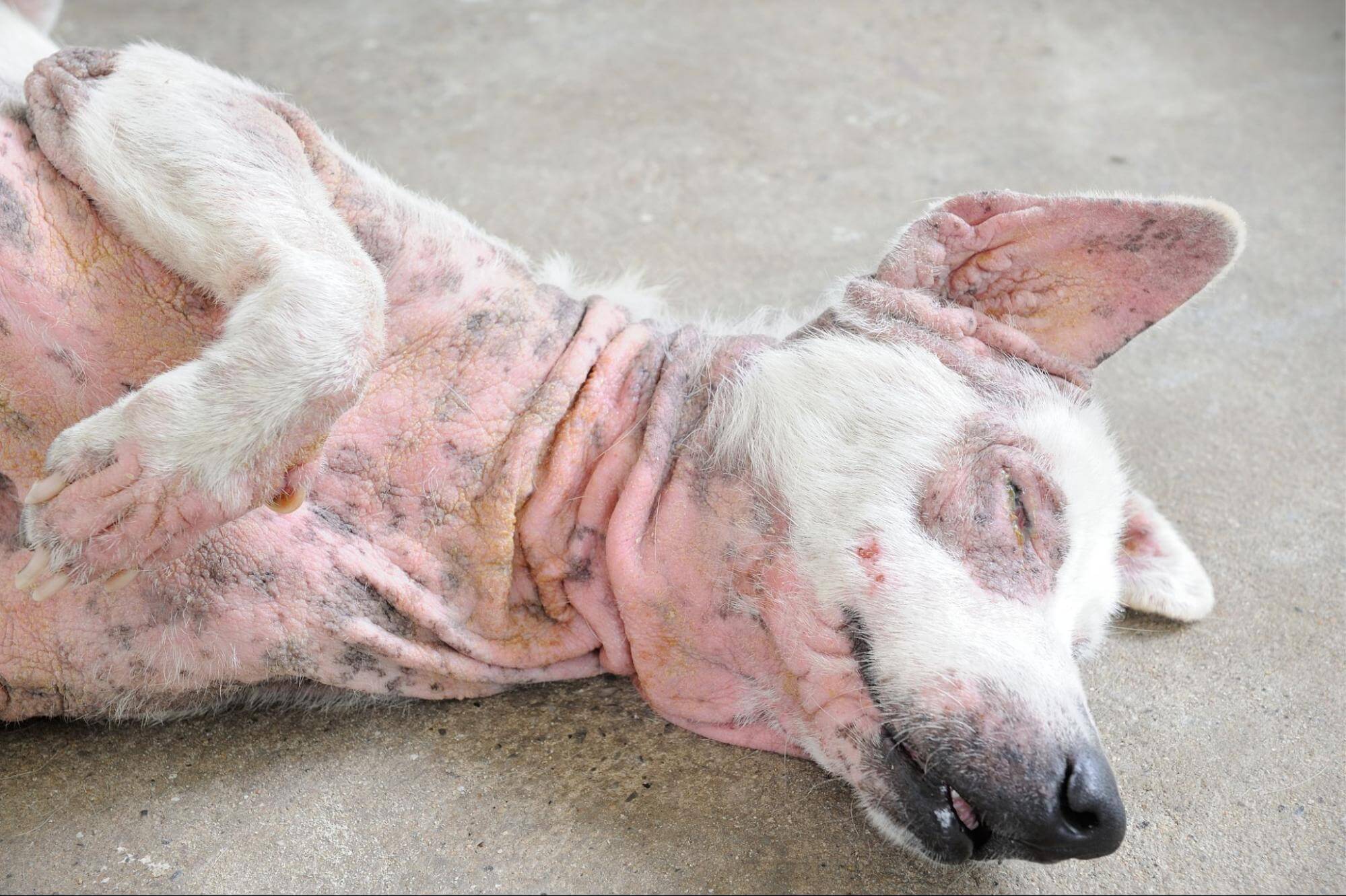 274. AI - dog-skin-redness-causes-care-1