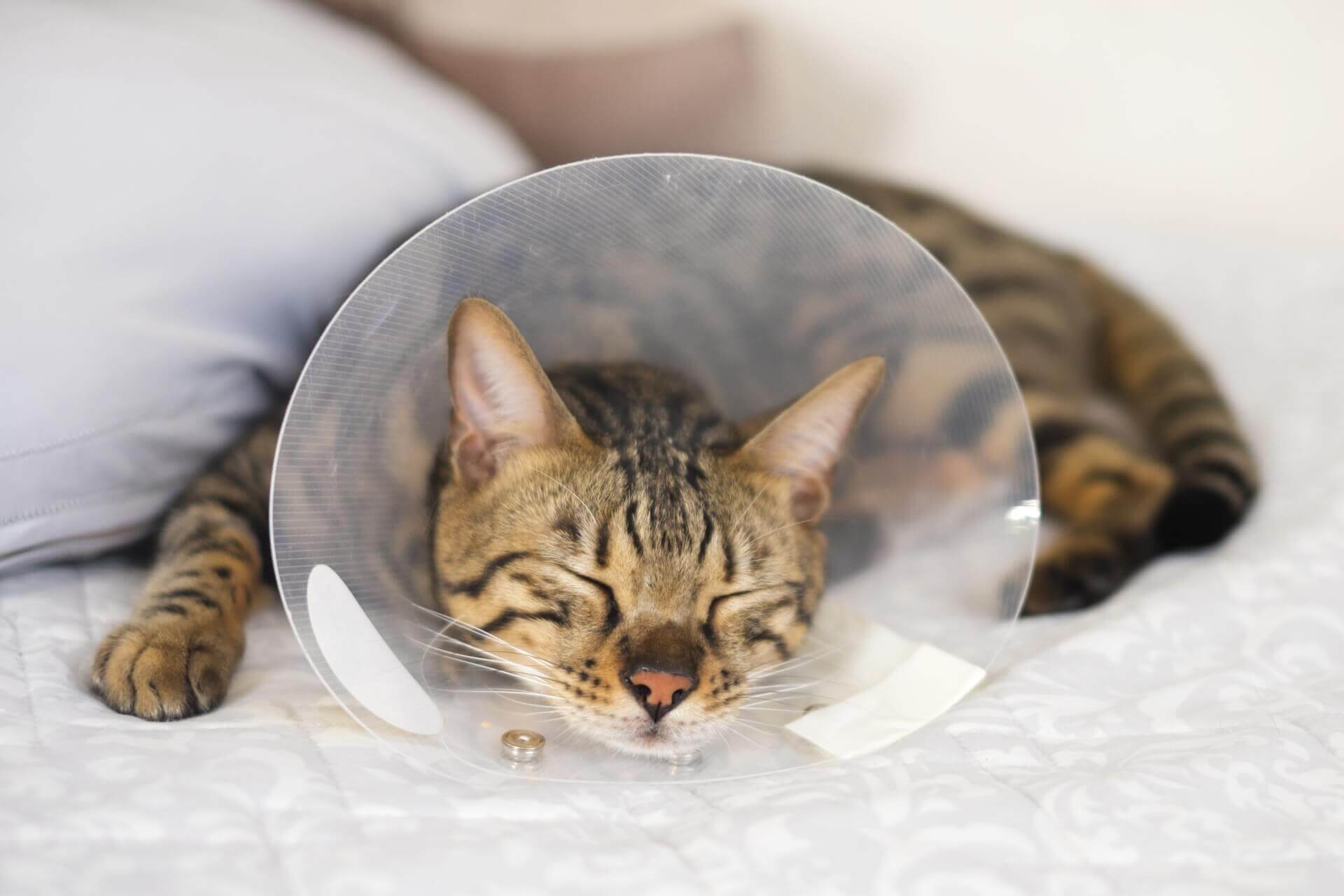 10. cat-vomiting-causes-and-solutions-2