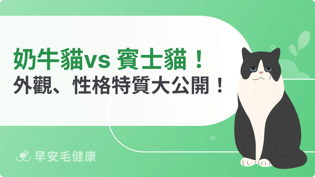 奶牛貓賓士貓差在哪?獨特外觀、性格特質大公開!