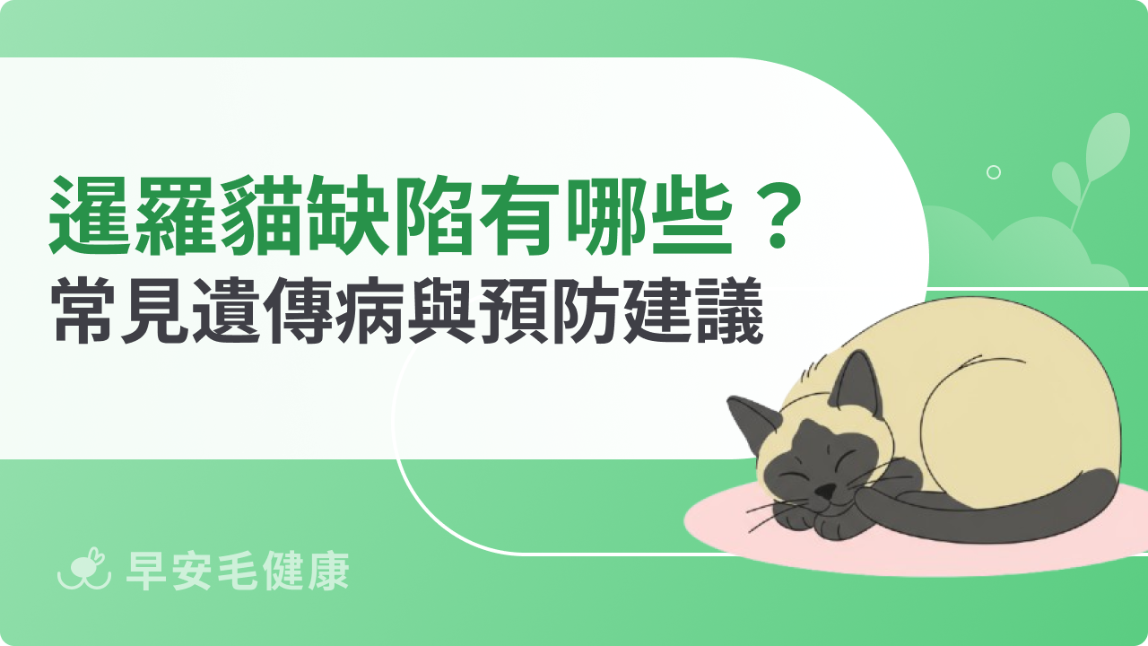 暹羅貓基因缺陷有哪些?常見遺傳病與預防建議一次看