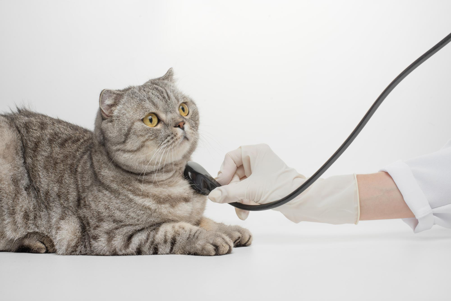 6.mountainvet-cat-feline-infectious-peritonitis-1