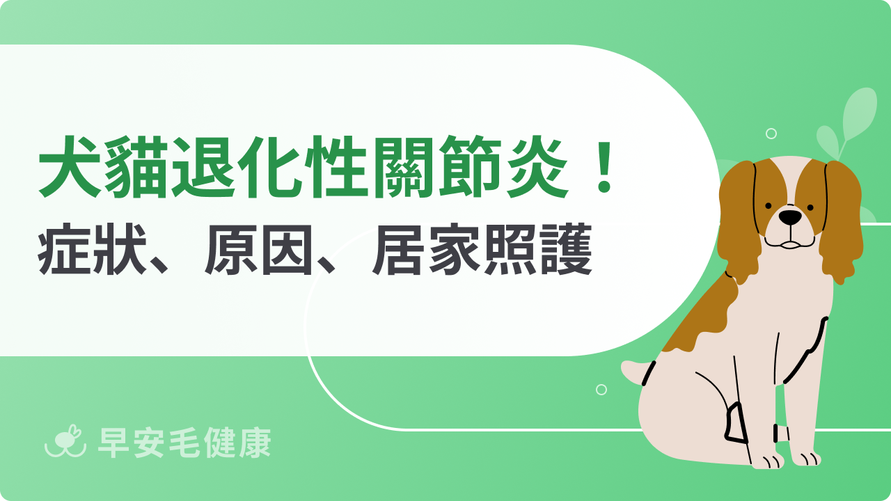 犬貓退化性關節炎指南!狗貓關節退化症狀、原因、居家照護攻略