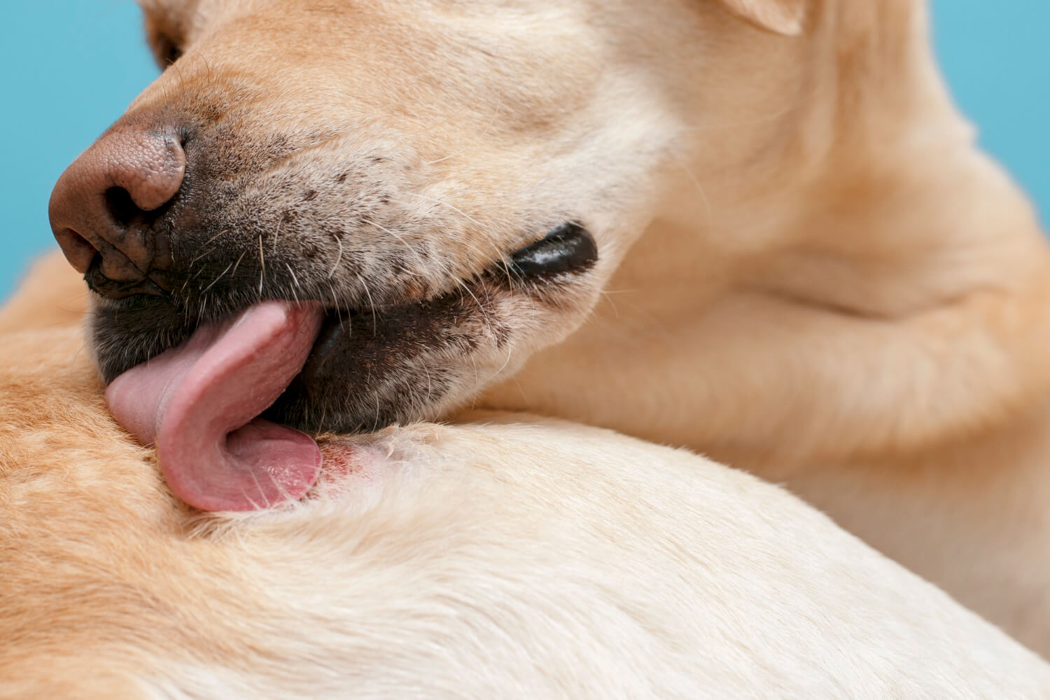27.dog-skin-disease-guide-3