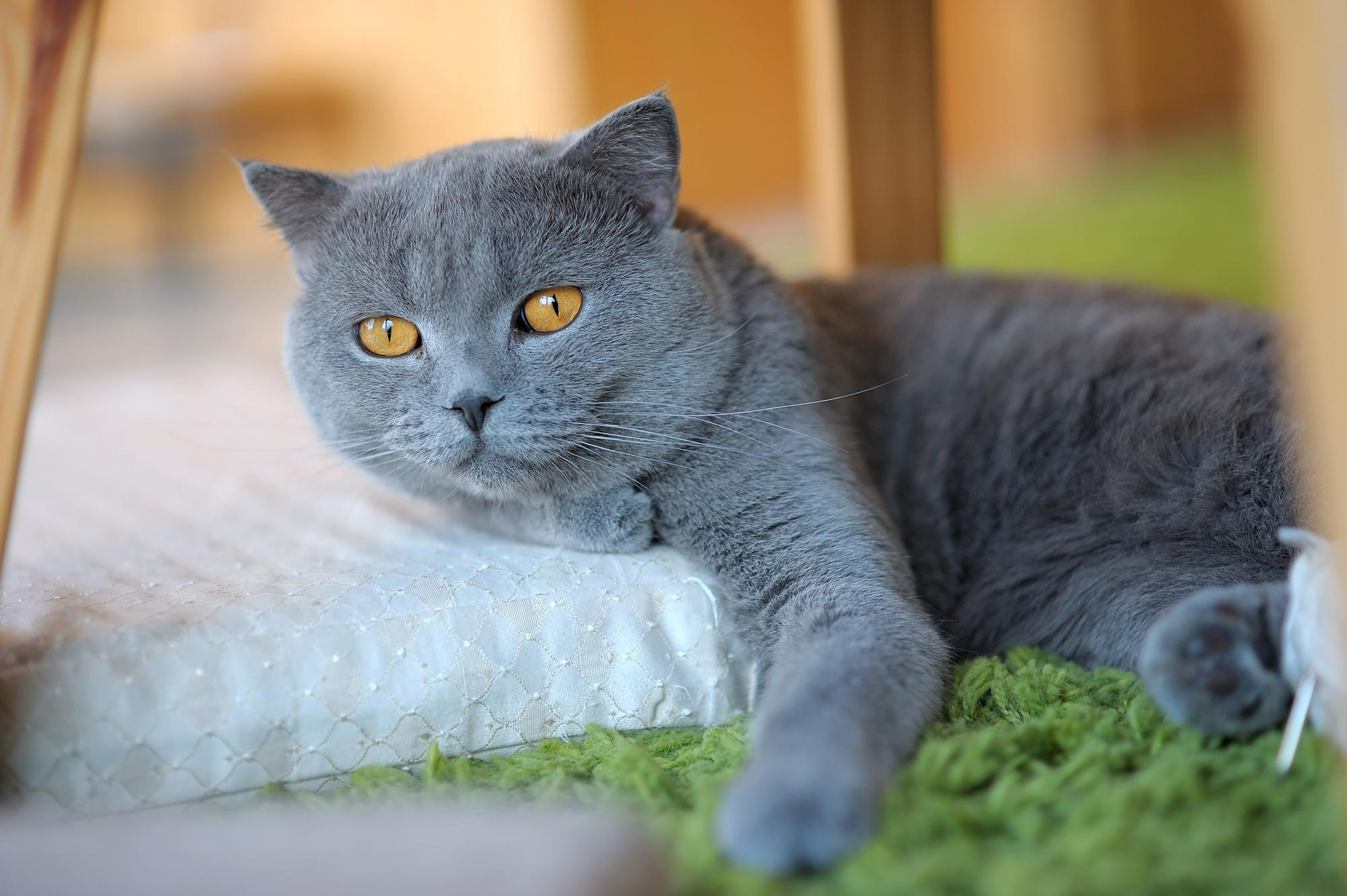 英國短毛貓趴在室內草皮上休息