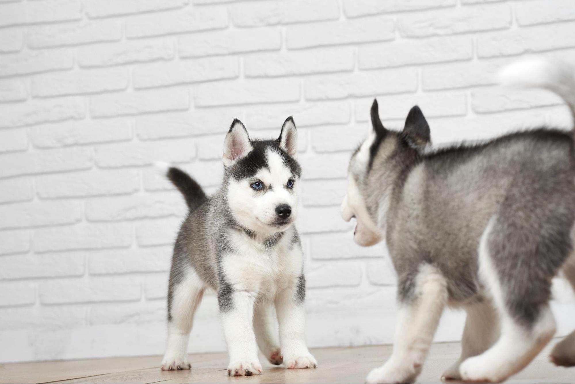 226. AI - husky-vs-wolf-2