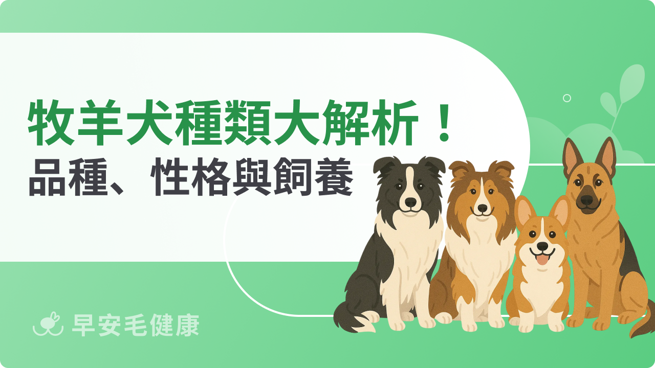 牧羊犬種類有哪些?常見品種特色、性格與飼養重點一次看