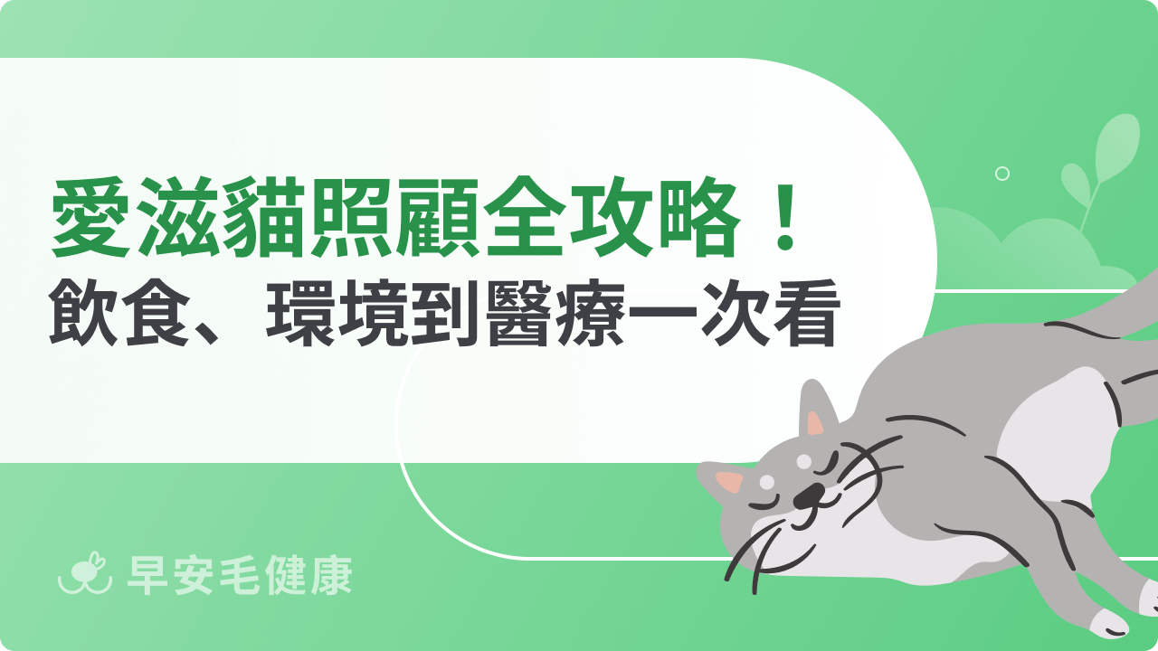 愛滋貓照顧全攻略!飲食、環境到醫療陪伴一次看懂