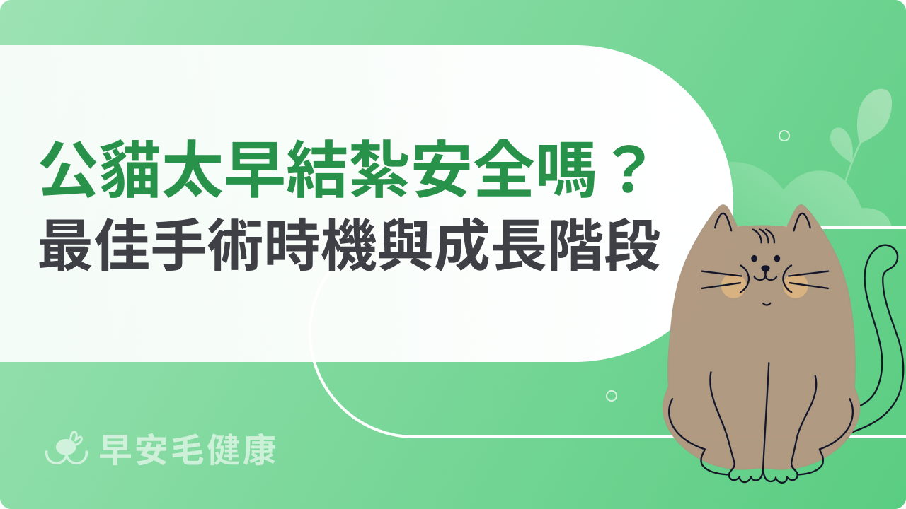 公貓太早結紮安全嗎?最佳手術時機與成長階段完整指南