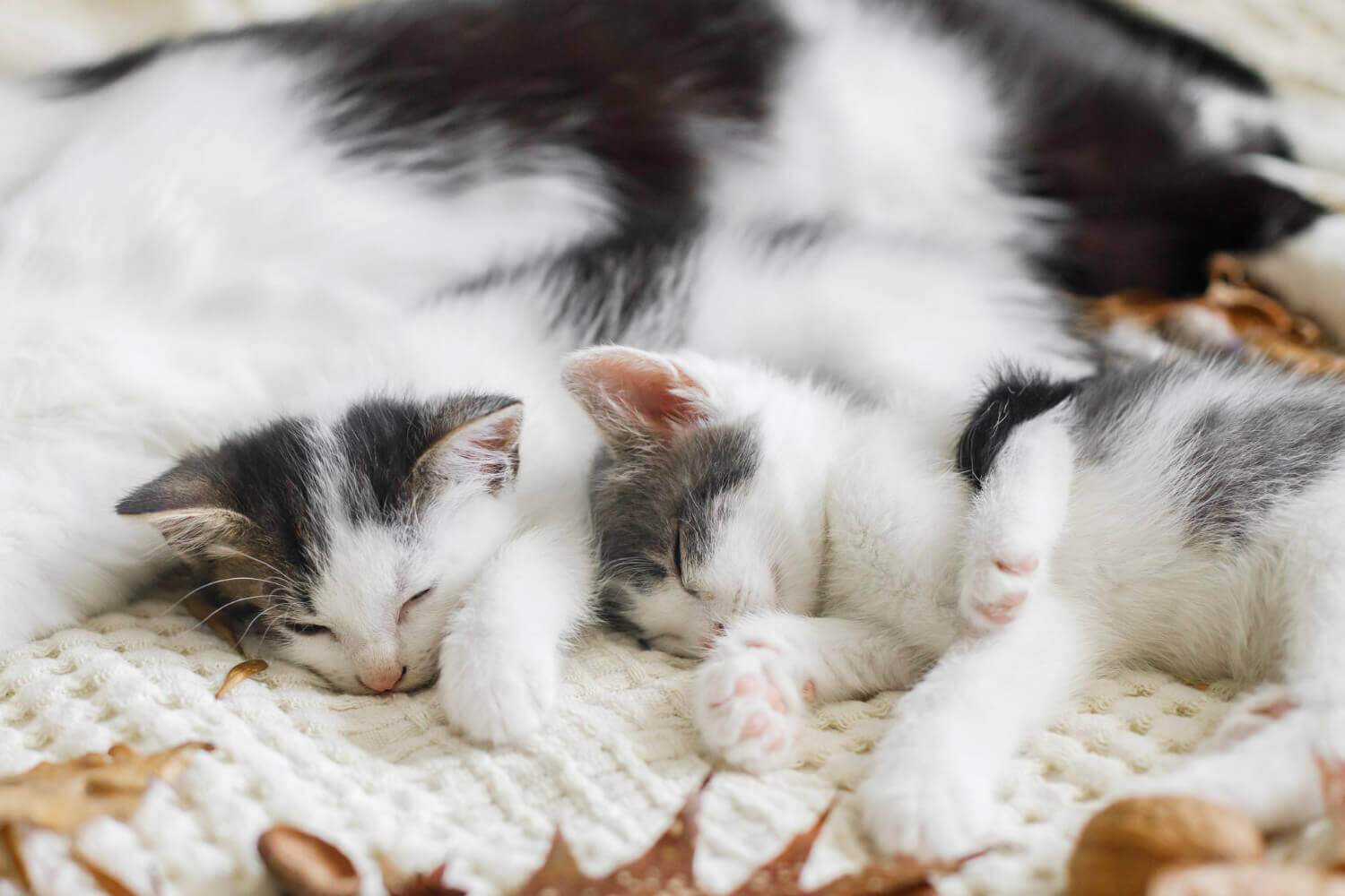 43. when-does-momcat-leave-kittens-3