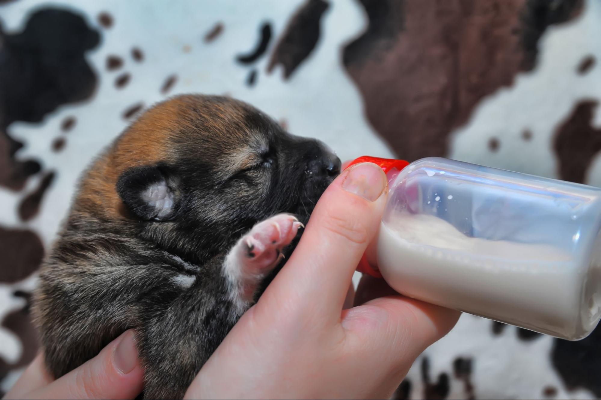 13.AI-can-dogs-drink-milk-1